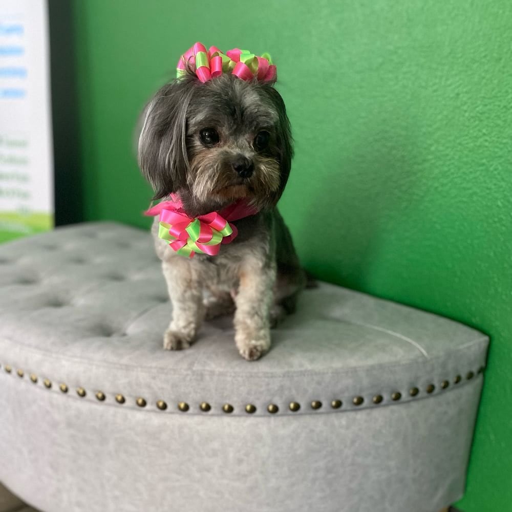One of the practice dogs sitting on an ottoman in the clinic
